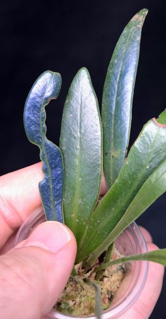 Elaphoglossum aff. herminieri for sale