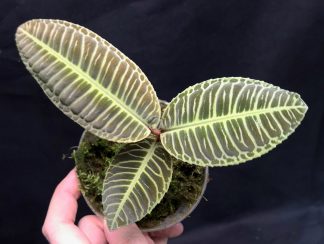 Emblemantha urnulata (Ardisia) Delicate Green for sale