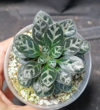 Primulina sinovietnamica for sale