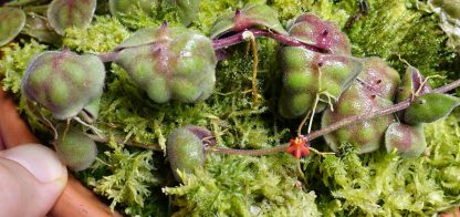 Dischidia astephana for sale