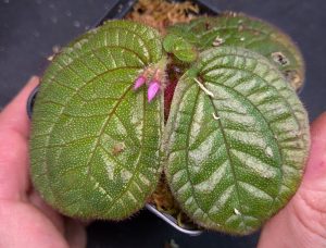 Sonerila sp. Tiny Dots for sale