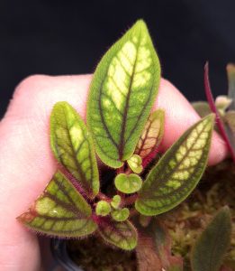 Sonerila sp. Tepuai - glowing form - rare new species for sale