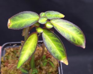 Sonerila sp. Temuyuk - light form, rare new species for sale