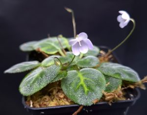 Petrocosmea sp. Borneo for sale, new rare species