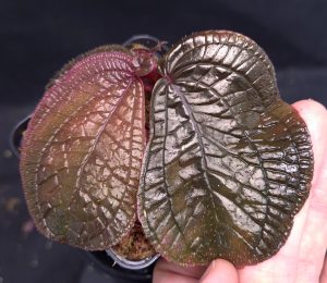 Sonerila sp. Black Metallic for sale