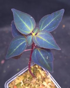 Sarcopyramis sp. Sumatra Blue, iridescent rare species for sale