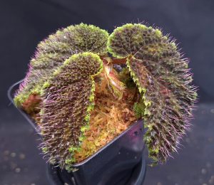 Begonia sp. Timika - rare species for sale
