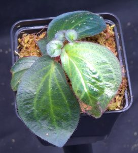 Sonerila sp. Petikah (blue iridescent), rare new species for sale