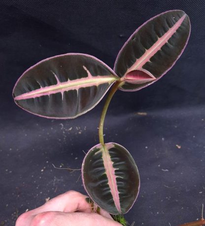 2-04-25 WYSIWYG Emblemantha urnulata Veinless Fluo - selected specimen
