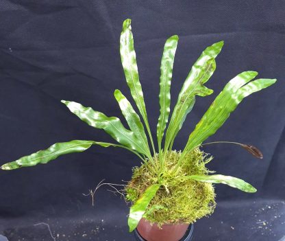 2-04-25 WYSIWYG Elaphoglossum sp. Wavy Leaves - big specimen