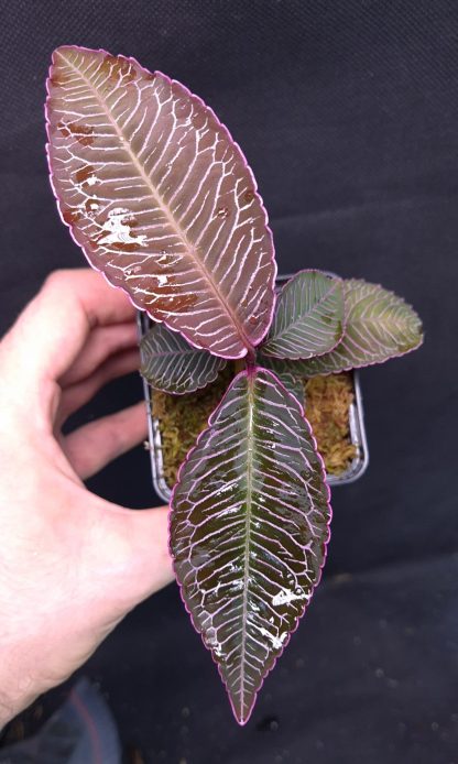 10-04-25 WYSIWYG Ardisia sp. Perlis Malaysia - bigger specimen