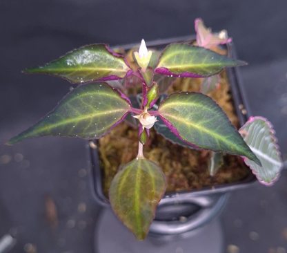 10-04-25 WYSIWYG Sarcopyramis sp. Sumatra - flowering specimen