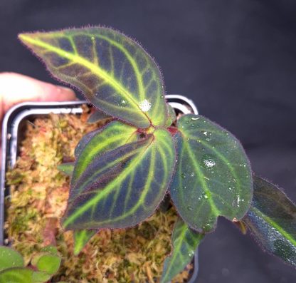 19-04-25 WYSIWYG Sonerila sp. Batang Sibau (Black Iridescent) - holy grail new species