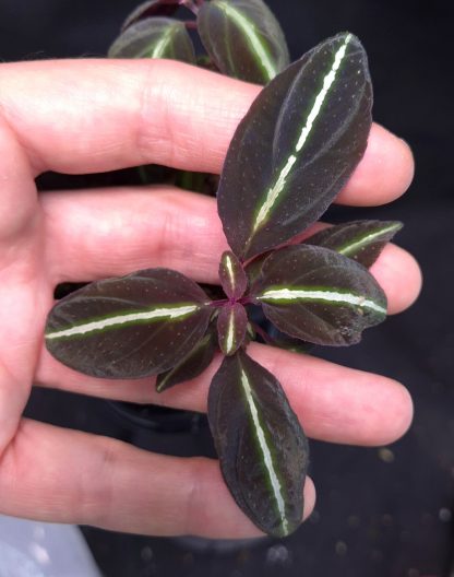 Sonerila sp. Glowing Single Vein, rare species