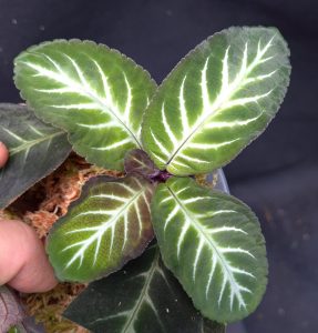 Henckelia (Codonoboea) amoena for sale, rare new Gesneriad species