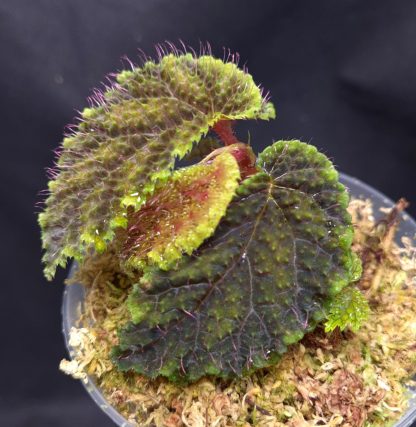 23-04-25 WYSIWYG Begonia sp. Timika - rarity - Image 2