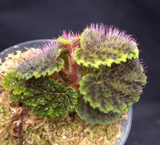 23-04-25 WYSIWYG Begonia sp. Timika - rarity