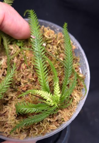 23-04-25 WYSIWYG Codonoboea dentata - very rare Gesneriad, new release