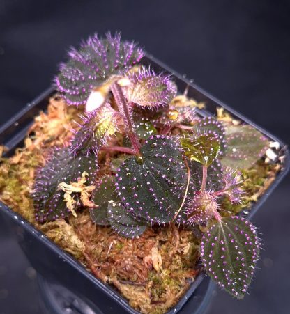 23-04-25 WYSIWYG Sarcopyramis sp. Hairy Pink Dots - flowering, multi-stemmed specimen, new release - Image 3