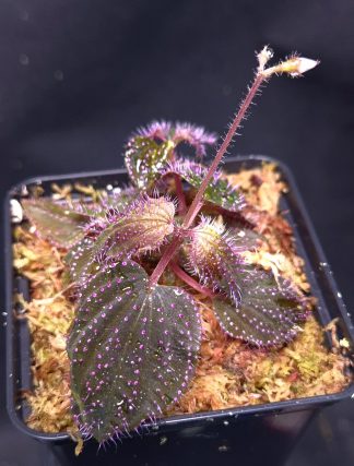 23-04-25 WYSIWYG Sarcopyramis sp. Hairy Pink Dots - flowering, multi-stemmed specimen, new release
