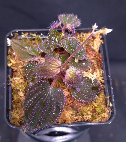 23-04-25 WYSIWYG Sarcopyramis sp. Hairy Pink Dots - flowering, multi-stemmed specimen, new release - Image 2