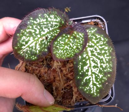 23-04-25 WYSIWYG Sonerila sp. Glowing Dots (irregular form)