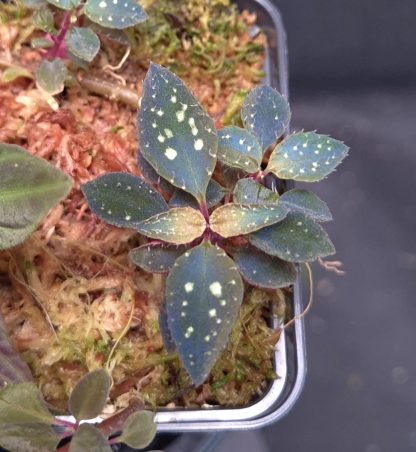 24-04-25 WYSIWYG Sarcopyramis sp. Gayo Aceh, double specimen - new species
