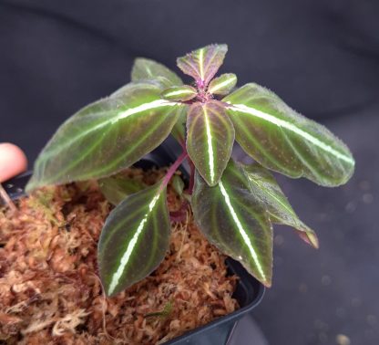 25-04-25 WYSIWYG Sonerila sp. Glowing Green & Single Vein - new variant