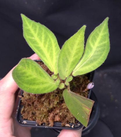 25-04-25 WYSIWYG Sonerila sp. Hulu Peang Sibau - new species