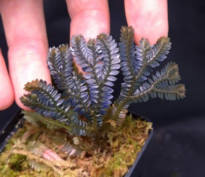 25-04-25 WYSIWYG Selaginella sp. Black Iridescent - new stunning species