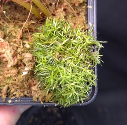 25-04-25 WYSIWYG Octoblepharum sp. (Kalimantan) - grassy moss, new release