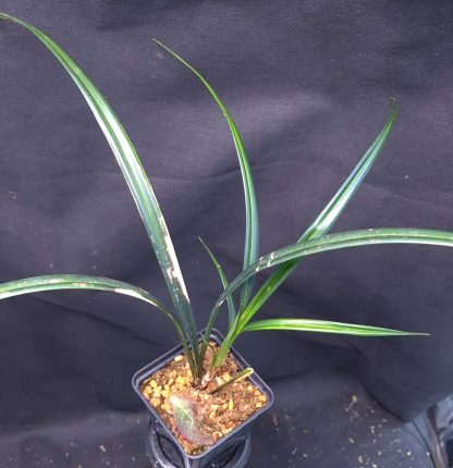 25-04-25 WYSIWYG Mapania caudata, double specimen - rare iridescent plant - Image 2
