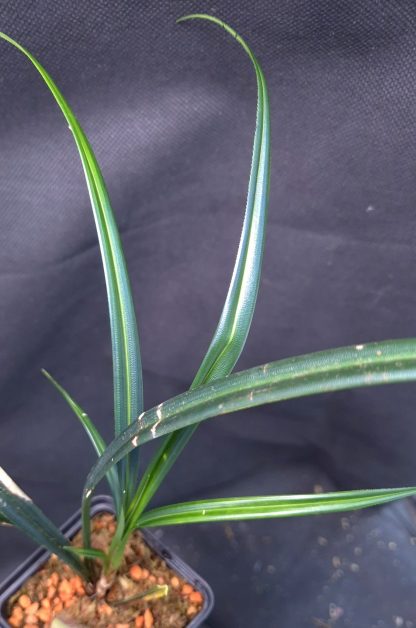 25-04-25 WYSIWYG Mapania caudata, double specimen - rare iridescent plant