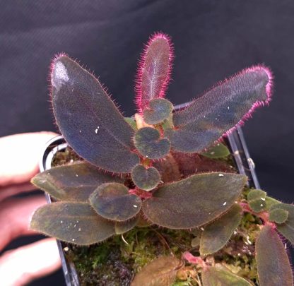 Sonerila sp. Tepuai - dark form - for sale