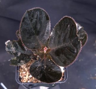 30-04-25 WYSIWYG Ardisia sp. Vi Xuyen (Vietnam) - the black Ardisia, new species
