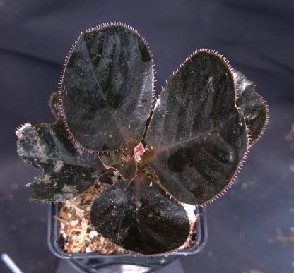 30-04-25 WYSIWYG Ardisia sp. Vi Xuyen (Vietnam) - the black Ardisia, new species