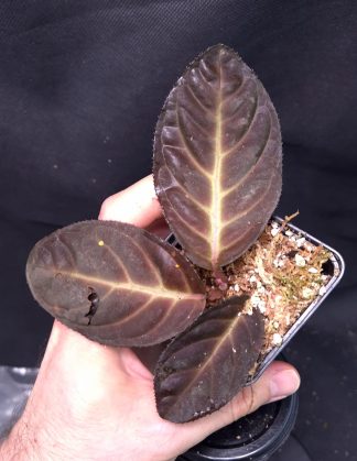 30-04-25 WYSIWYG Ardisia sp. Song Ma (Vietnam) - new species