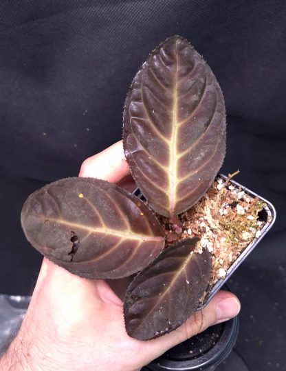 30-04-25 WYSIWYG Ardisia sp. Song Ma (Vietnam) - new species