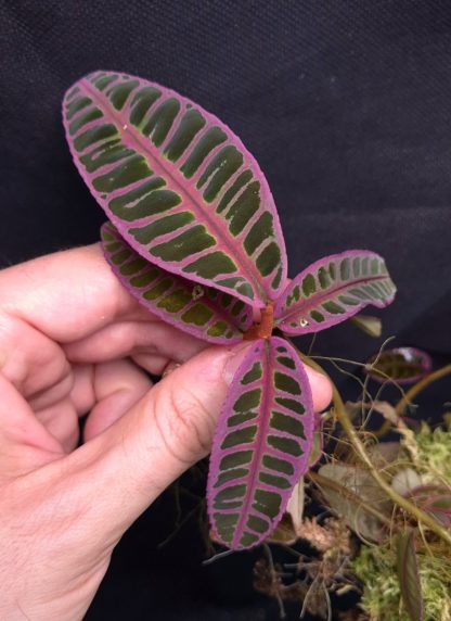 30-04-25 WYSIWYG Emblemantha urnulata "Super Pink" selected specimen
