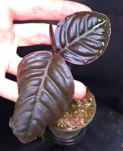 30-04-25 WYSIWYG Labisia sp. Bluish - new release
