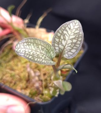 3-05-25 WYSIWYG Cheirostylis montana - rare miniature jewel orchid