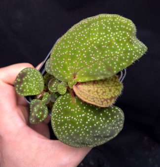 3-05-25 WYSIWYG Sonerila sp. Pink Dots - double specimen