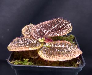 Sonerila sp. ferox for sale, unique species