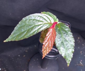 3-05-25 WYSIWYG Begonia sp. Borneo Blue Hairy