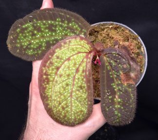 3-05-25 WYSIWYG Sonerila sp. Glowing Dots - large flowering specimen