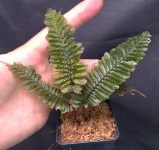3-05-25 WYSIWYG Trichomanes atrovirens - hairy fern from Kalimantan, big division