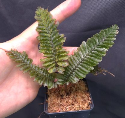 3-05-25 WYSIWYG Trichomanes atrovirens - hairy fern from Kalimantan, big division