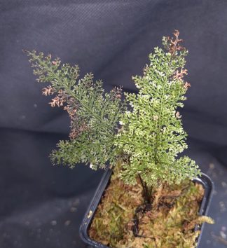 3-05-25 WYSIWYG net-like fern from Kalimantan (rigid fronds) - new release