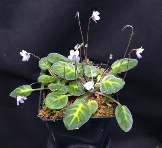 3-05-25 WYSIWYG Petrocosmea sp. Borneo - double flowering specimen