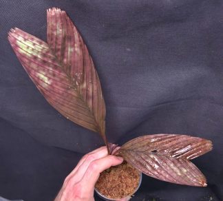 3-05-25 WYSIWYG Pinanga veitchii - red (slightly mottled) form